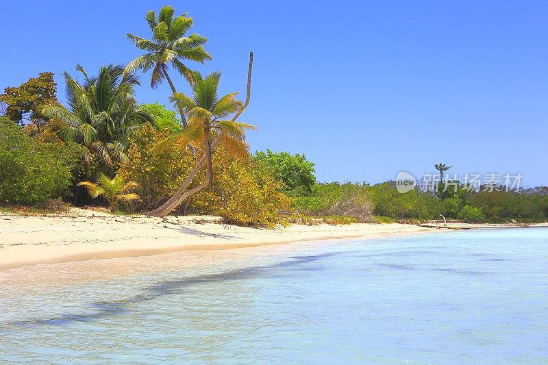 热带天堂:沙漠荒芜的绿松石海滩，Saona岛，Punta Cana -多米尼加共和国